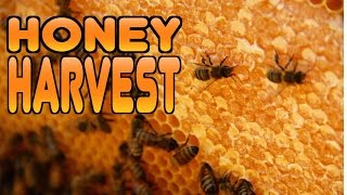 How to Harvest Honey from your Beehive [upl. by Darrej279]