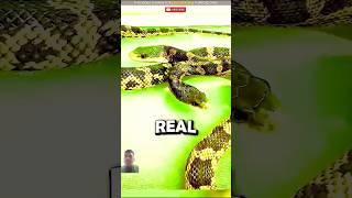 Two head snake amazingfacts viral shorts shortsfeed factsinhindi animals facts [upl. by Markman]