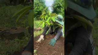 Planting a Durian Tree Step by Step Guide Grow Your Own Fruit [upl. by Eigna585]