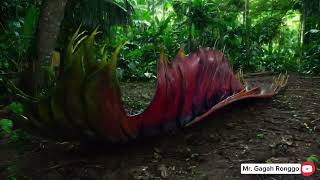 Mythical Animals of Kalimantan Jungle [upl. by Erastus]