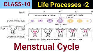 Menstrual Cycle  Life Processes Part 2  Class 10  maharashtraboard [upl. by Mclyman]