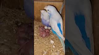 Beautiful briding progress My Favorite pair viralshort parrotdipankar budgies [upl. by Rumpf]