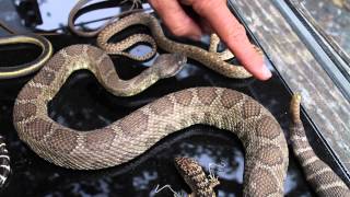 123  Life Without Limbs Adaptations of a Snake Updated see video223 [upl. by Tremain]