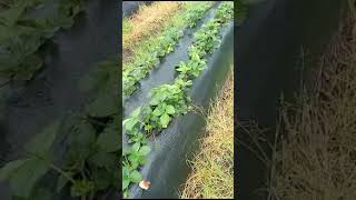 Strawberry Farm Farming Country Side farming rurallife [upl. by Llenrup171]