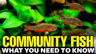 Best Freshwater Community Fish 🐠explained in 11 minutes [upl. by Siffre42]