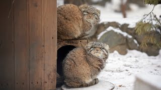 Manul kittens are playing snowballs [upl. by Roseanne]