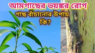 আঠা ঝরা রোগের সহজ সমাধান Gummosis on mango trunk eazy solution [upl. by Nosiaj]