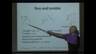 Antonio Celani  Chemotaxis I [upl. by Niuq]