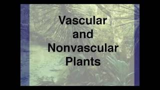 Vascular and Nonvascular Plants [upl. by Drawets]