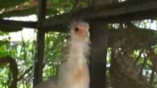 Secretary Bird feeding day old chick [upl. by Rekyr465]