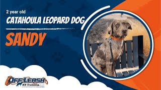 Catahoula Leopard Dog 🐾Off leash Training  Best Dog Trainer  Reno NV🐾 [upl. by Llenrev]