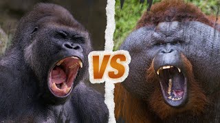 GORILLE vs ORANGOUTAN  Qui est le roi des singes [upl. by Ymled]