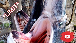 Snagging Paddlefish on Truman Lake Osage River LIMIT  Catch and Clean [upl. by Almond]