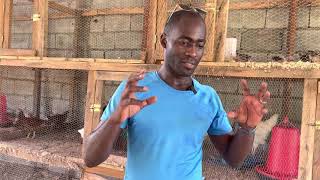 Elevage de poulets biologique en AfriqueMA méthode de A à Z [upl. by Eedak]