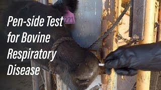 Penside Test for Bovine Respiratory Disease [upl. by Pallaten]