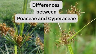 Diffrence between poaceae and cyperaceae Grasses and Sedge plants [upl. by Aisayt]