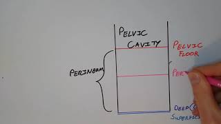 Perineum I – Quick amp Functional Drawing Basic Anatomy [upl. by Neelahtak]