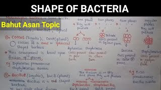 Shape Of Bacteria  Coccus Bacillus And Spiral Forms  Class 11 [upl. by Knipe]