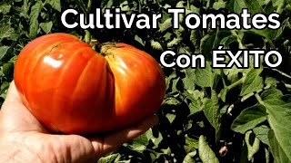 Como Cultivar Tomates con Éxito  Trucos y Recomendaciones  El Huerto de Silverio [upl. by Jefferey]