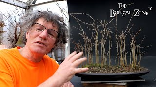 Developing My Osage Orange Forest The Bonsai Zone Jan 2023 [upl. by Matland]