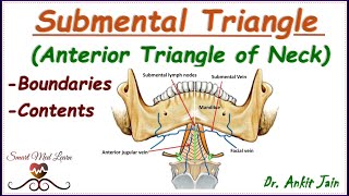 Submental triangle of neck Anatomy Simplified  Boundaries and contents Anterior triangle of neck [upl. by Enaej900]