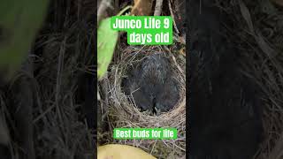 Junco Baby Bird Life  9 days later West Coast Bird Watchers [upl. by Leonidas]