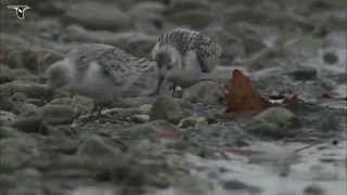 Sanderlings foraging [upl. by Allemahs]