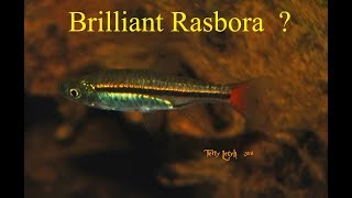 red tail rasbora Rasbora borapetensis species profile [upl. by Rehpotsrhc]