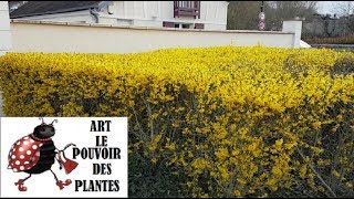 Conseils jardinage bouture herbacée de forsythia arbustes vivace [upl. by Dalton624]