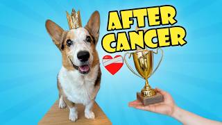 My Corgi Survivor 2 Years Since Cancer Diagnosis [upl. by Notaek]