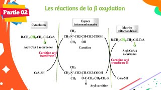 Biochimie  Métabolisme des lipides  Partie 0206 [upl. by Levine]