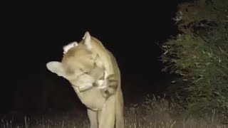 Young boy attacked by mountain lion at Malibu Creek State Park [upl. by Shippee]