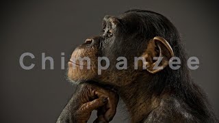 1 Hour Of Monkey Noises  Monkey Sounds  Chimpanzee Sound [upl. by Milon402]