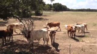 Texas Longhorns Mooing [upl. by Radferd344]