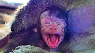 Tiny new born baby monkey really trying so hard to take mom milk [upl. by Lakim]