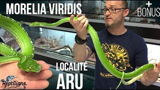 Morelia viridis Python vert  La localité ARU [upl. by Kayle820]