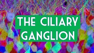 The Ciliary ganglion [upl. by Eedeed]