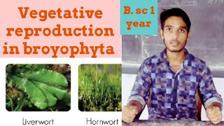 Vegetative reproduction in broyophyta [upl. by Wendalyn]