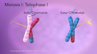 Meiosis [upl. by Vi]