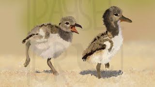 the moon will sing  baby oystercatchers speedpaint [upl. by Barnum414]