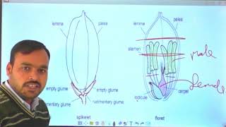 GPB 311 Exercise No 1 Emasculation and Hybridization Technique In Rice And Maize [upl. by Emiline754]