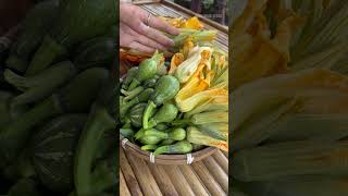 Harvesting baby butternut farming [upl. by Wye]