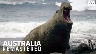 Elephant seal marks his territory  Australia Remastered Coast [upl. by Hestia306]