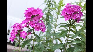 Phlox paniculata  Tall Phlox Garden Phlox Summer Phlox [upl. by Engapmahc336]