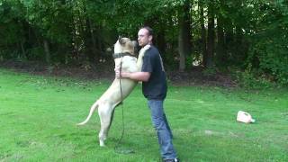 Presa Canario  Sanders Dino [upl. by Ail]