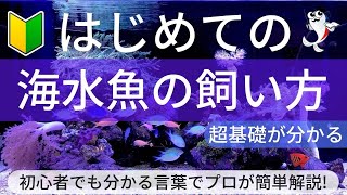 【基礎編】海水魚の飼い方・導入費用から海水魚飼育の魅力をプロが超本気で解説します [upl. by Terena]