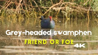 Greyheaded swamphen  purple swamphen  Porphyrio poliocephalus  nature documentary with Eng subs [upl. by Lidda829]