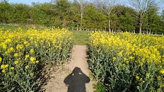 Walk from Leconfield to Beverley 19th April 2019 [upl. by Quita]