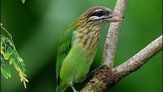 Mom and a White Cheeked Barbet [upl. by Ecirahc68]