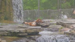 Tiger relaxing in the water by waterfall [upl. by Nelo181]